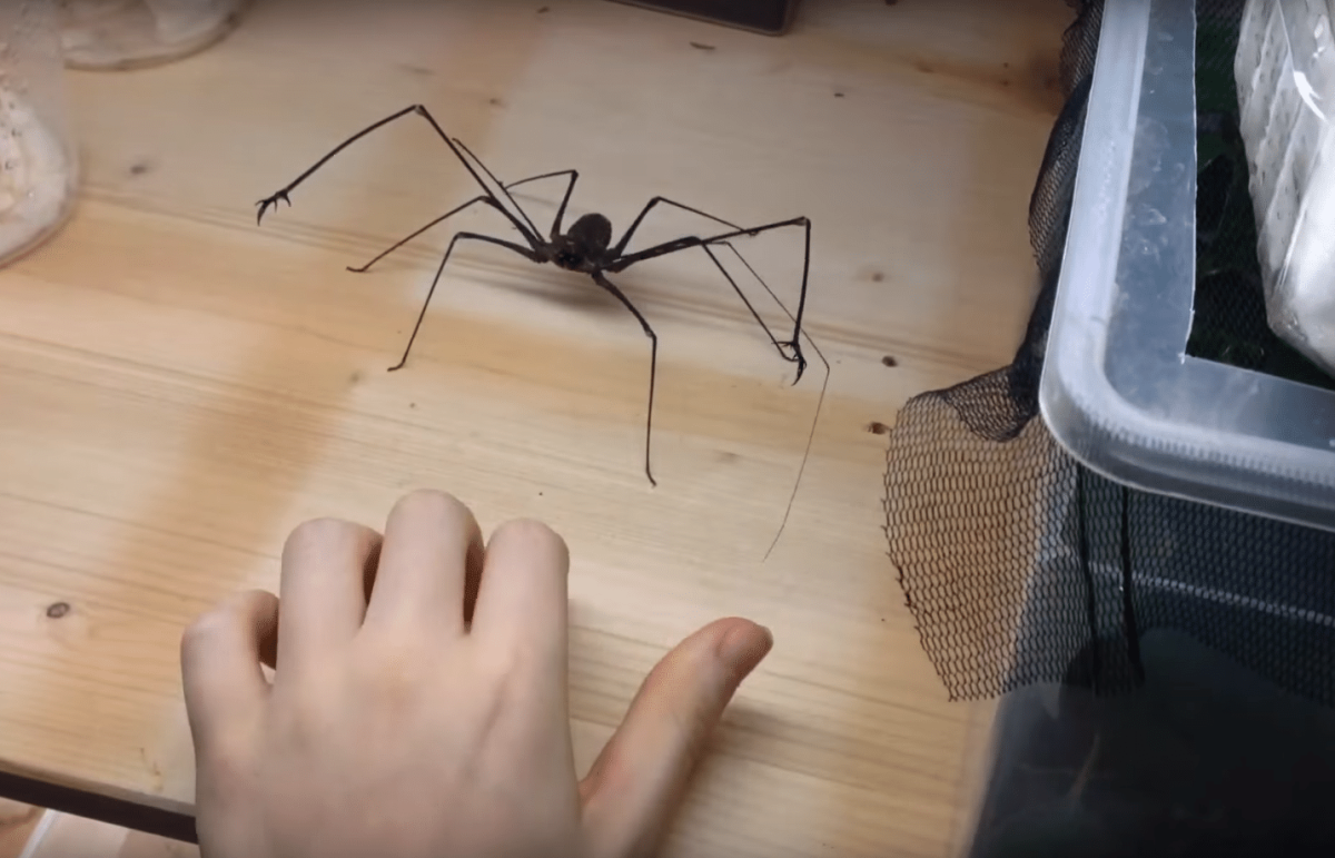 Том Холланд человек паук Эстетика