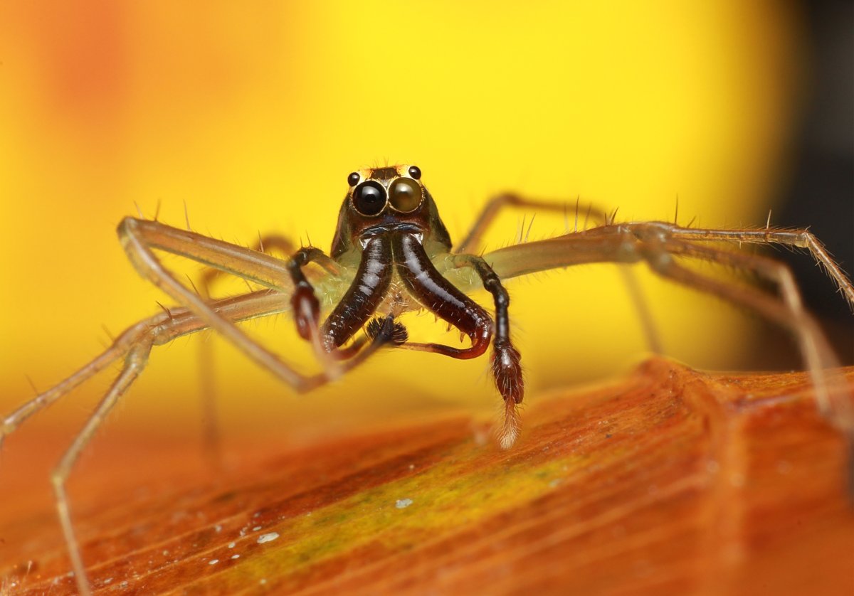 Рыжий паук с усами маленький