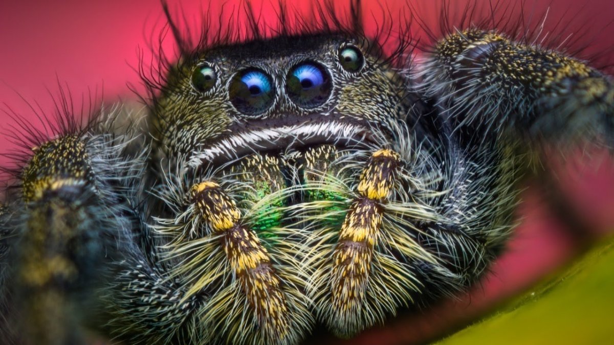 Глаз паука под микроскопом