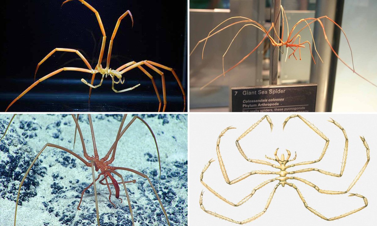 Морской паук Арахнофобия