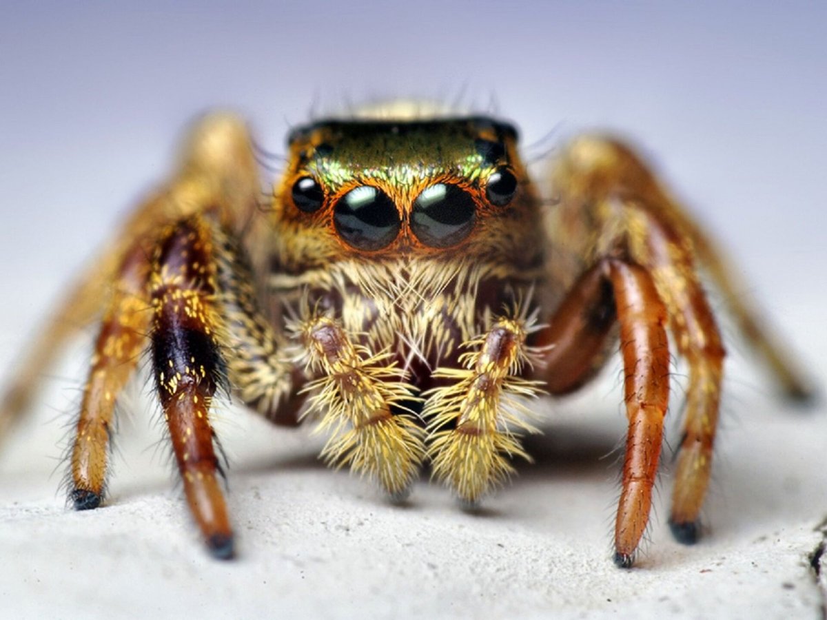 Человек паук обои на рабочий стол