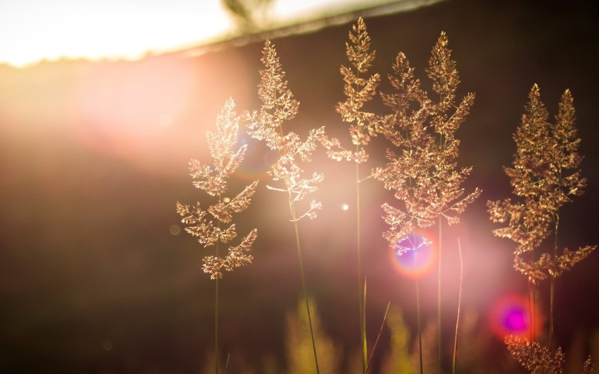 Солнечные лучи