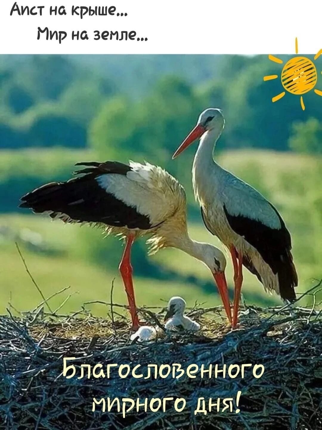 Белый Аист гнездо