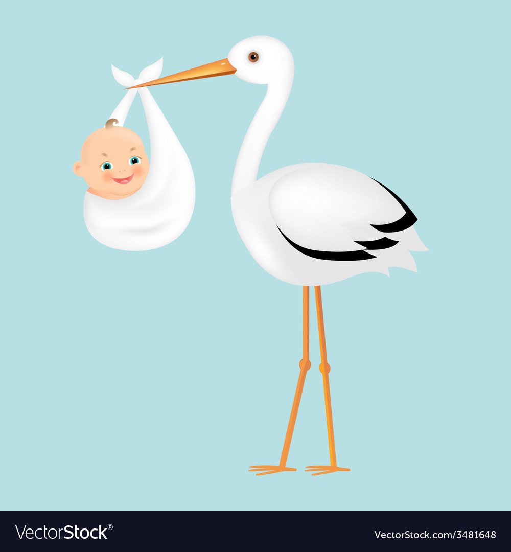 Аист белый Тип развития