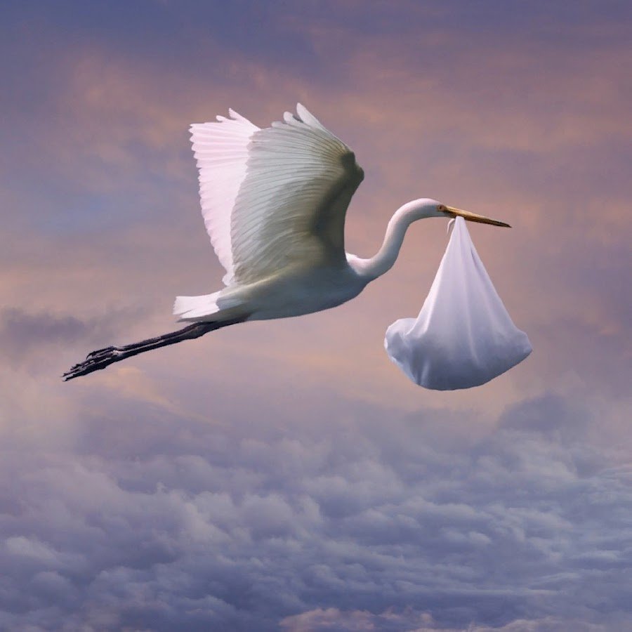 Гнездящиеся птицы Аисты Башкирии