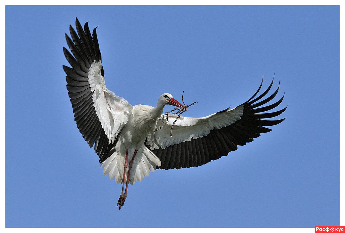 Красивые фото аистов