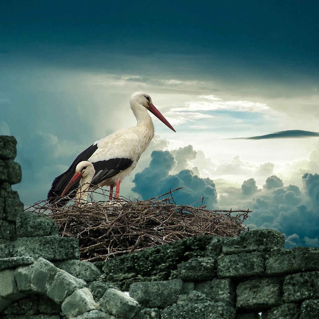 Белый Аист и цапля