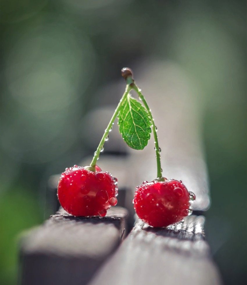 Вишня Макросъемка