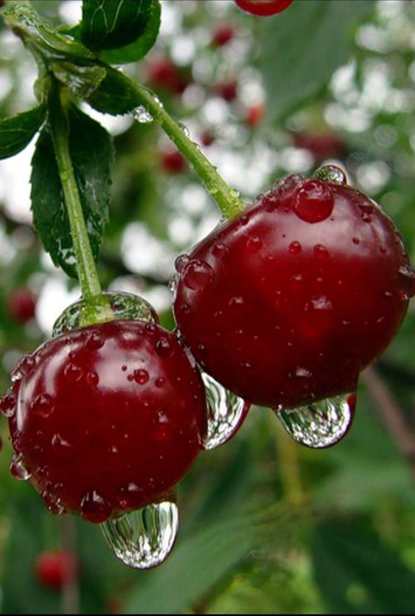 Сочная вишня