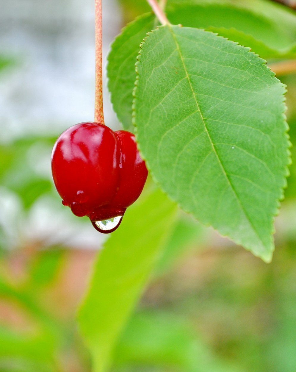 Вишня на ножке Южная