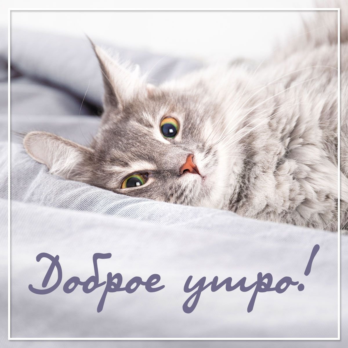 С добрым утром котики