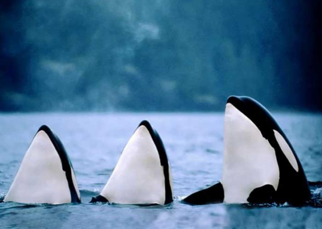 Косатка пингвины Мадагаскара