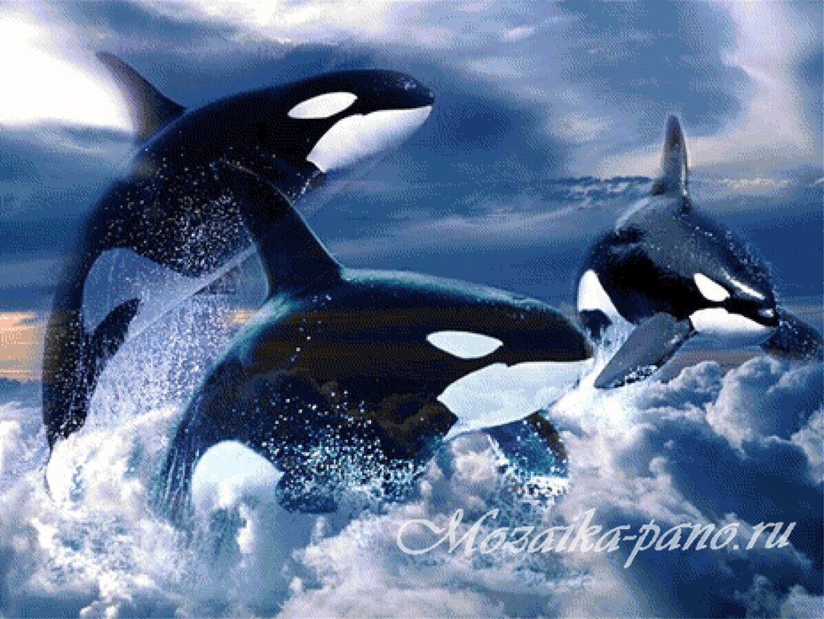 Касатка кит убийца