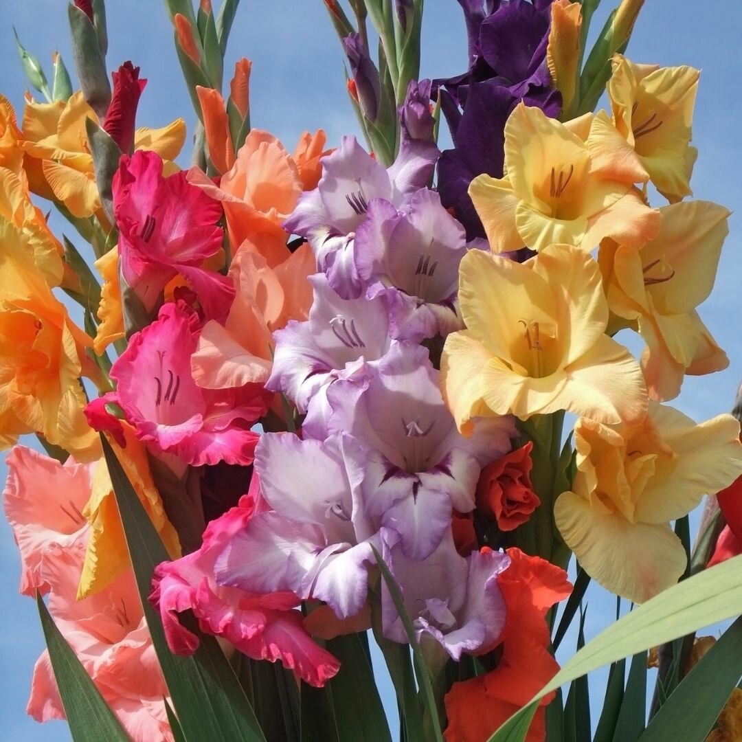 Гладиолус Plumtart