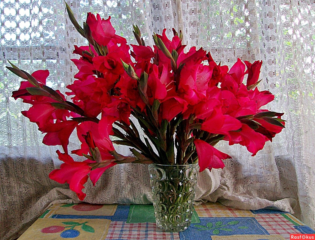 Букет алых гладиолусов