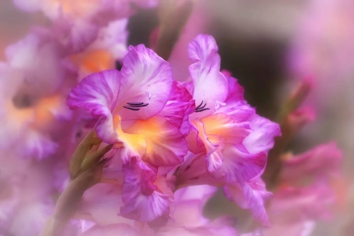 Гладиолус макро