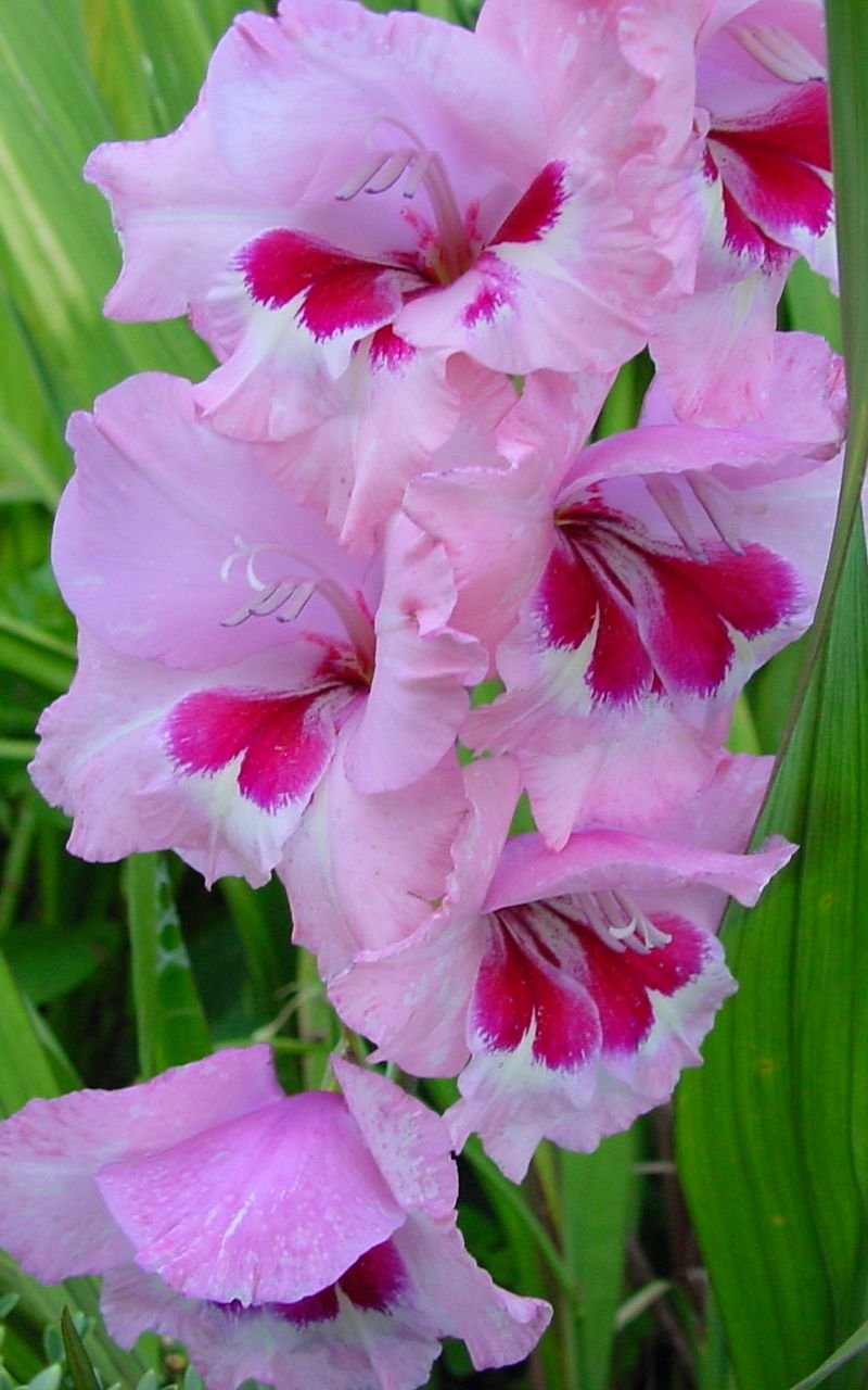 Гладиолус Циркус клаб