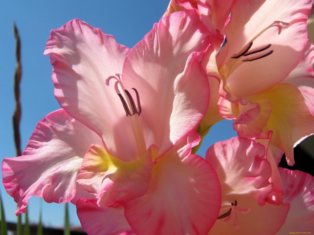 Гладиолус белый