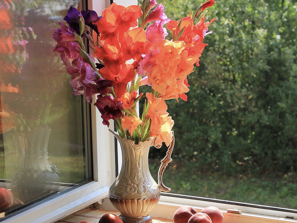 Цветы на окне