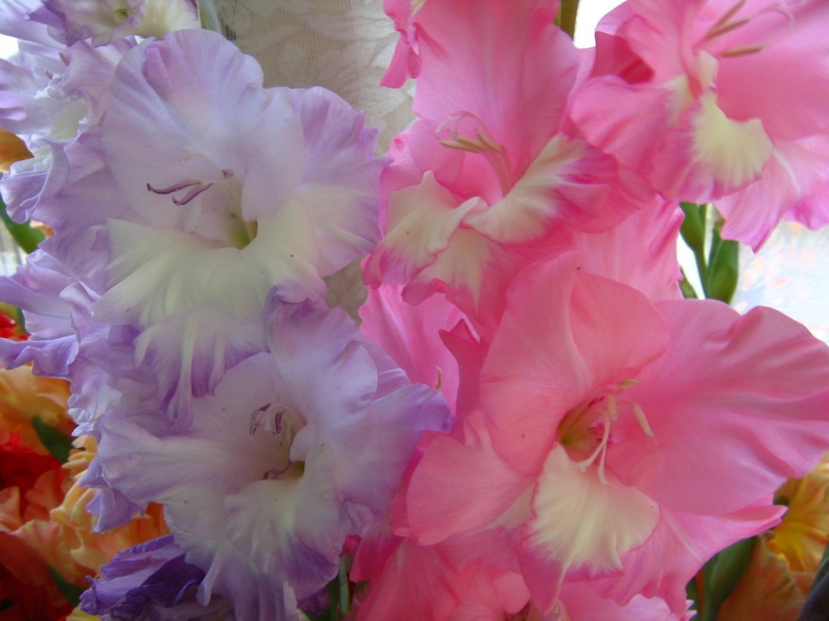 Гладиолус Тритон