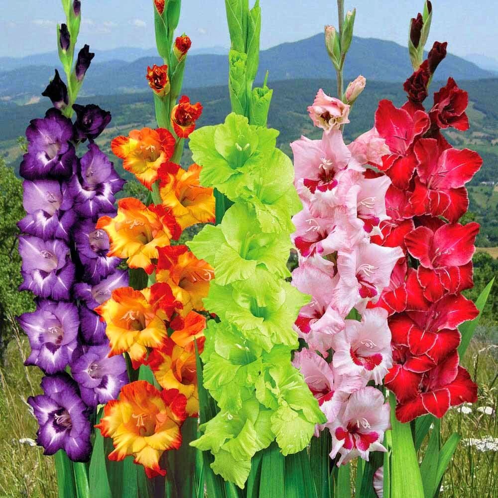 Гладиолус Центаурус