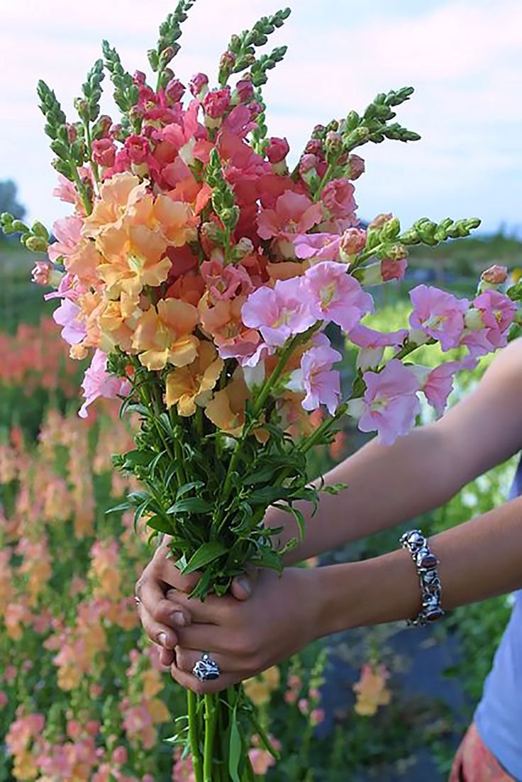 Львиный зев высокорослый