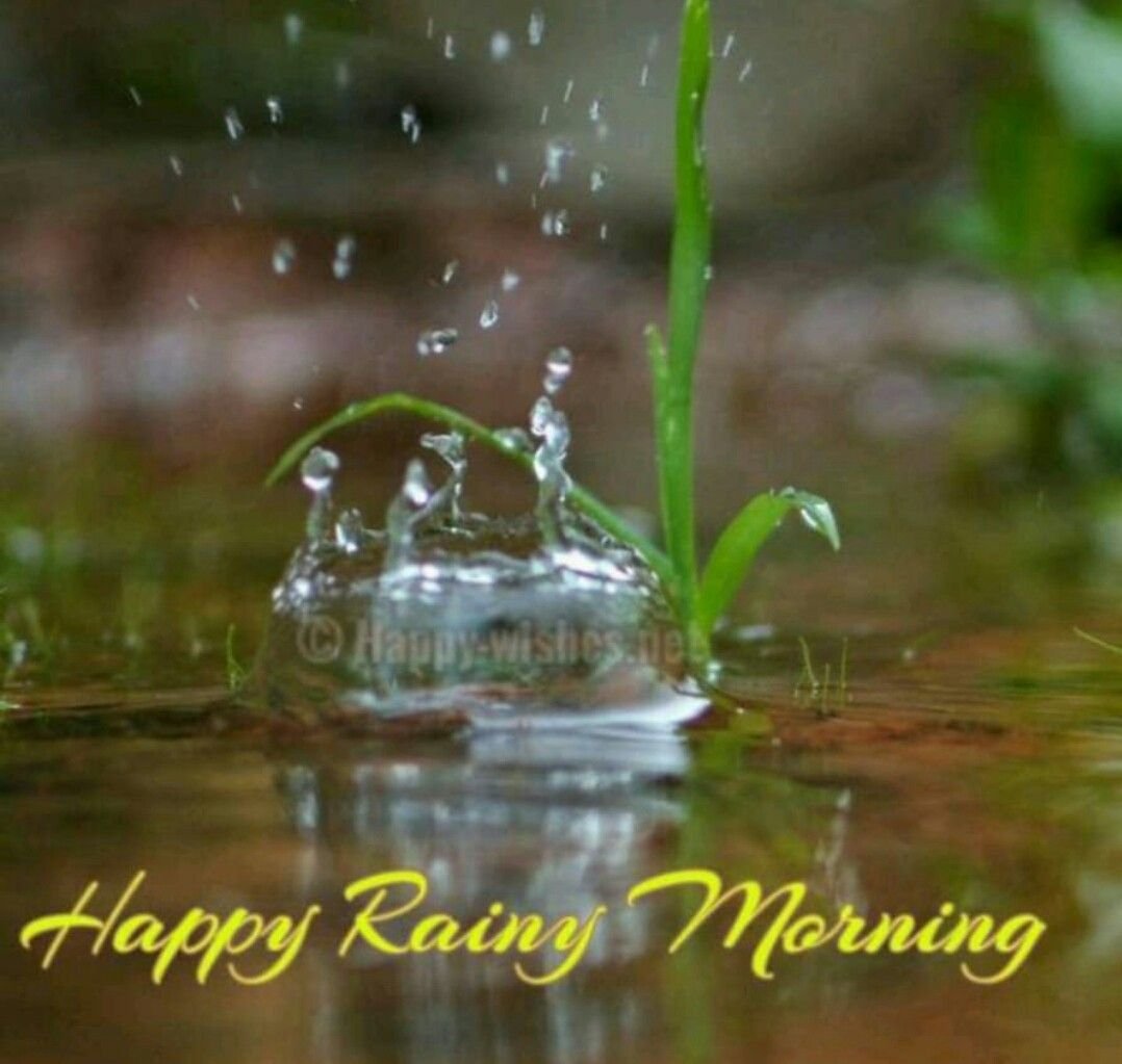 Доброе дождливое утро