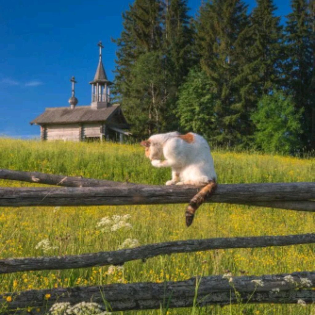 Утро в деревне