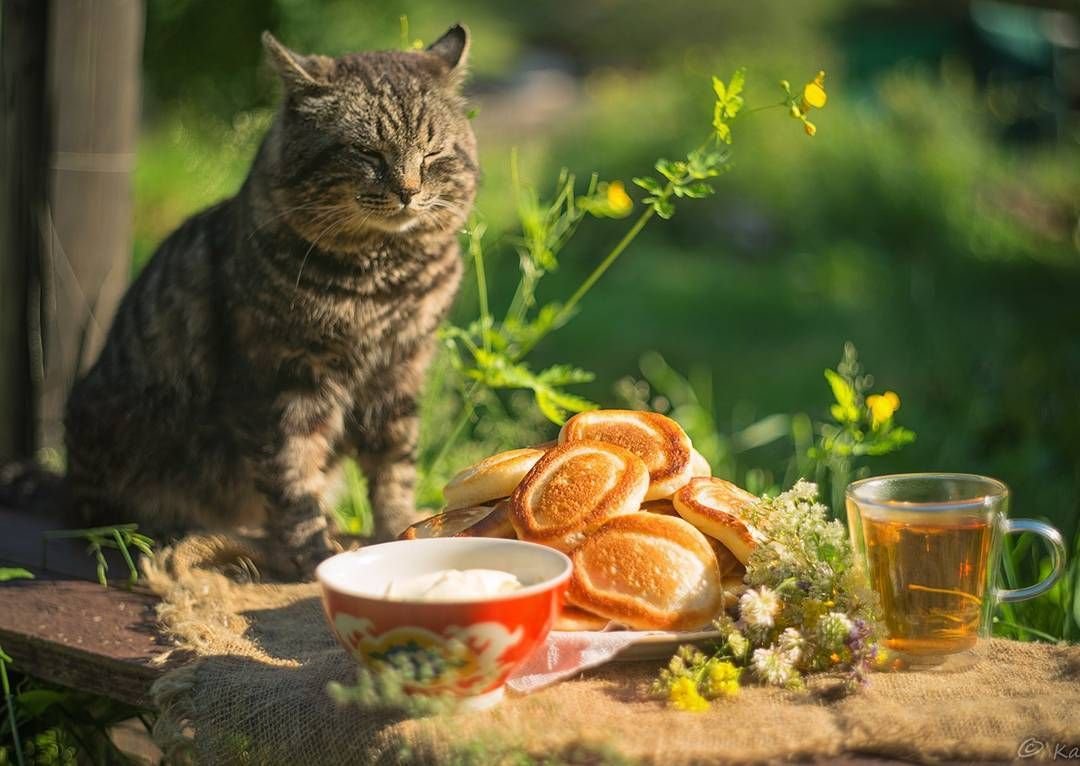 Деревенский летний кот