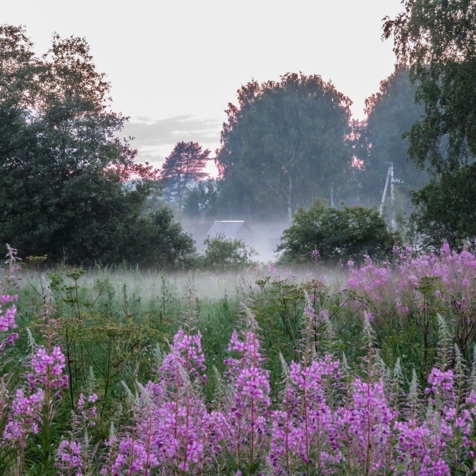 Летнее утро