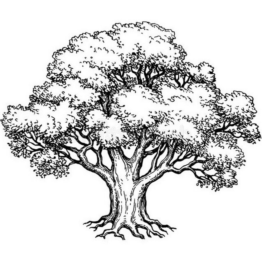 Дерево скетч дуб