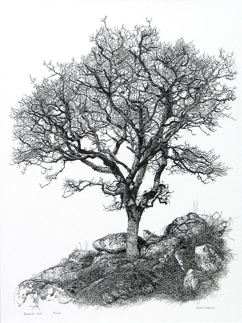 Старое дерево в графике