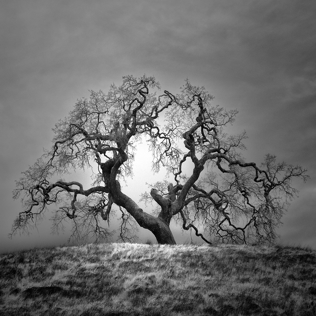 Дерево черно белое