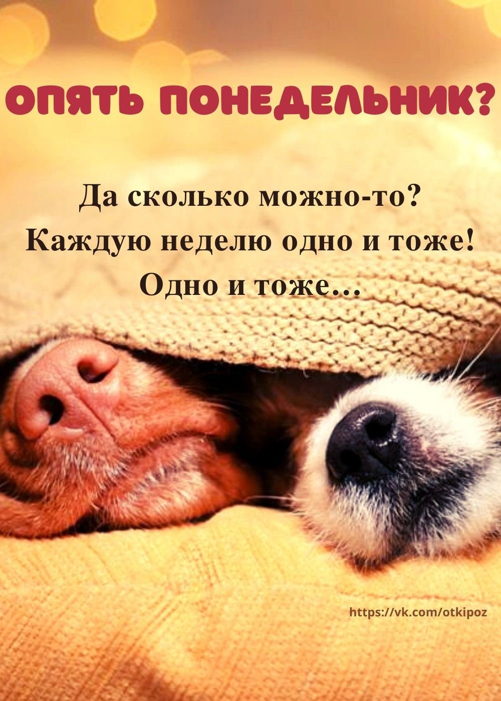 Спокойной ночи собака