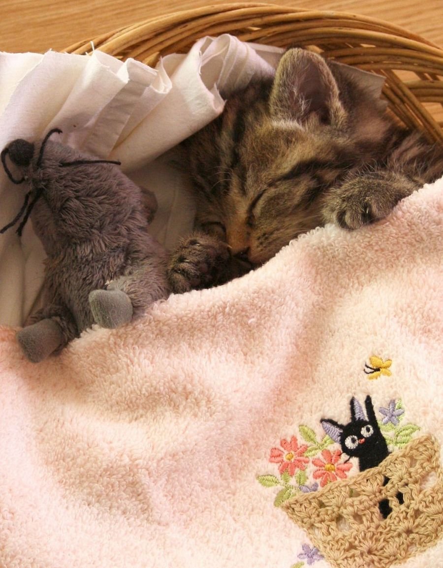 Спокойной ночи с кошками