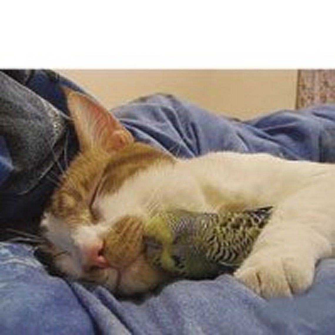 Кот спит с попугаем