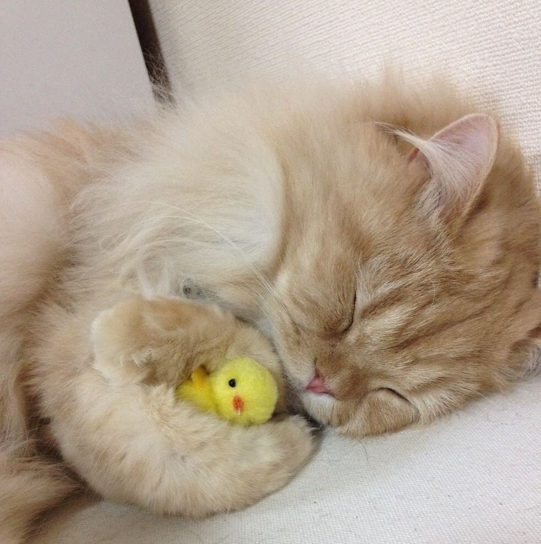 Котенок. Спокойной ночи!