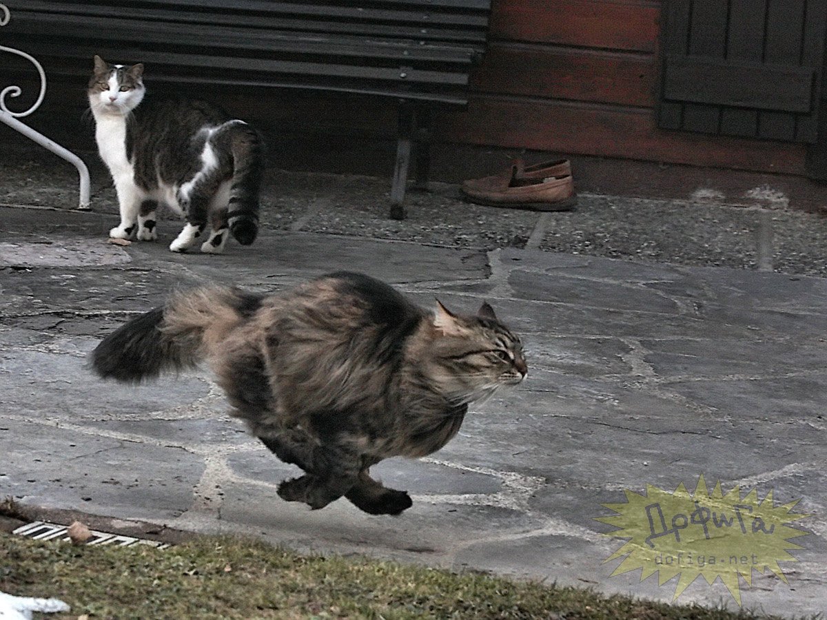 Кот несется