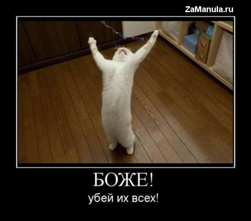 Спасибо кот