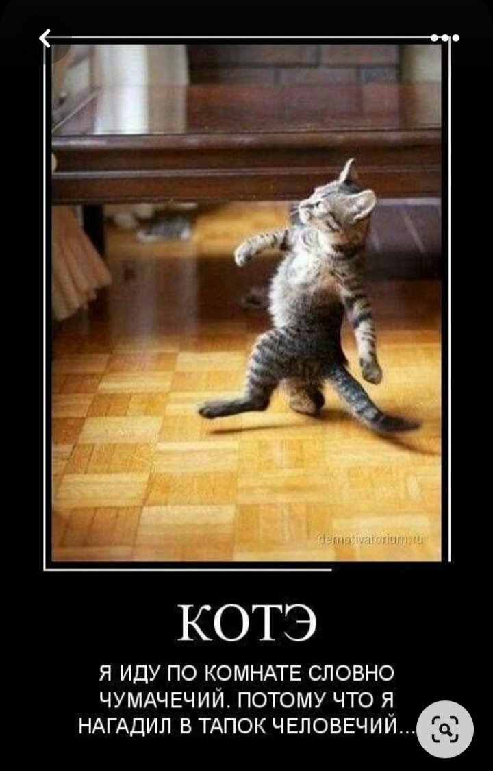 Кот идет на двух лапах