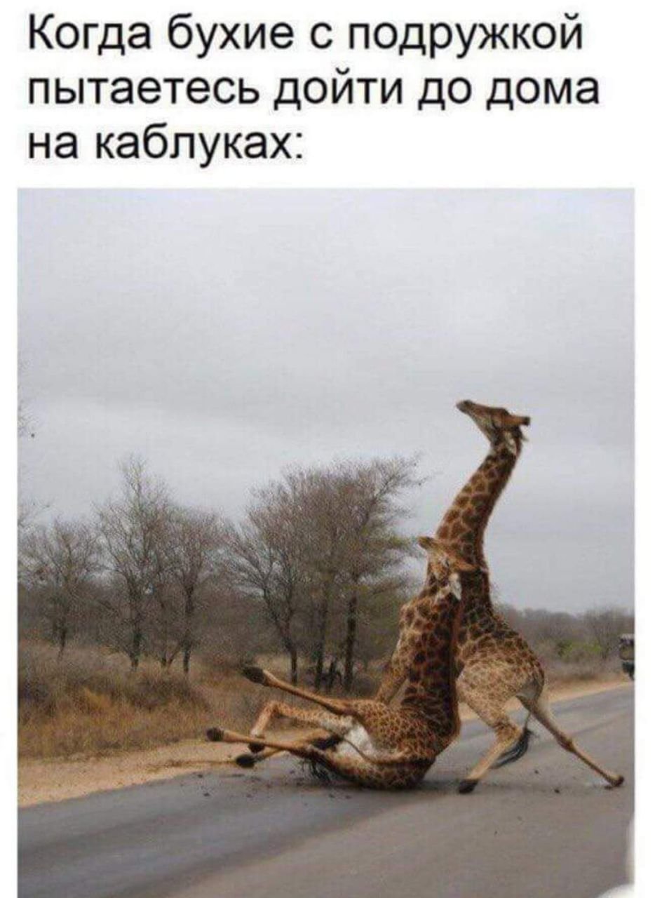 Пьяный Жираф