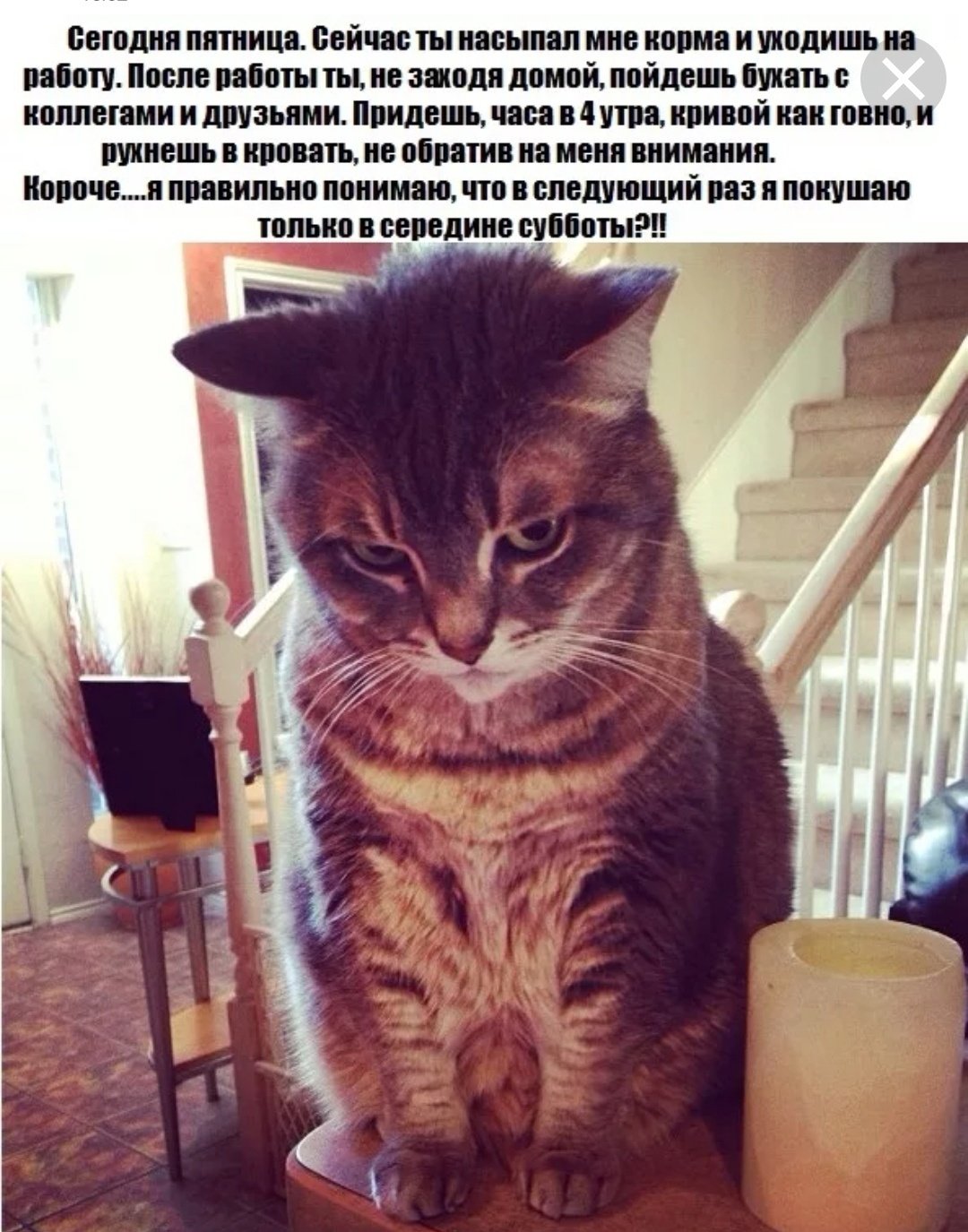 Пятница котики