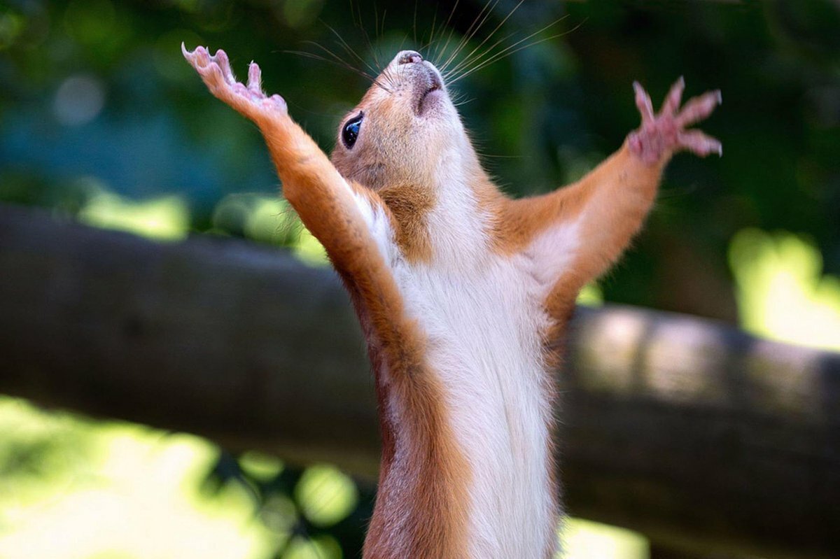 Белка радуется