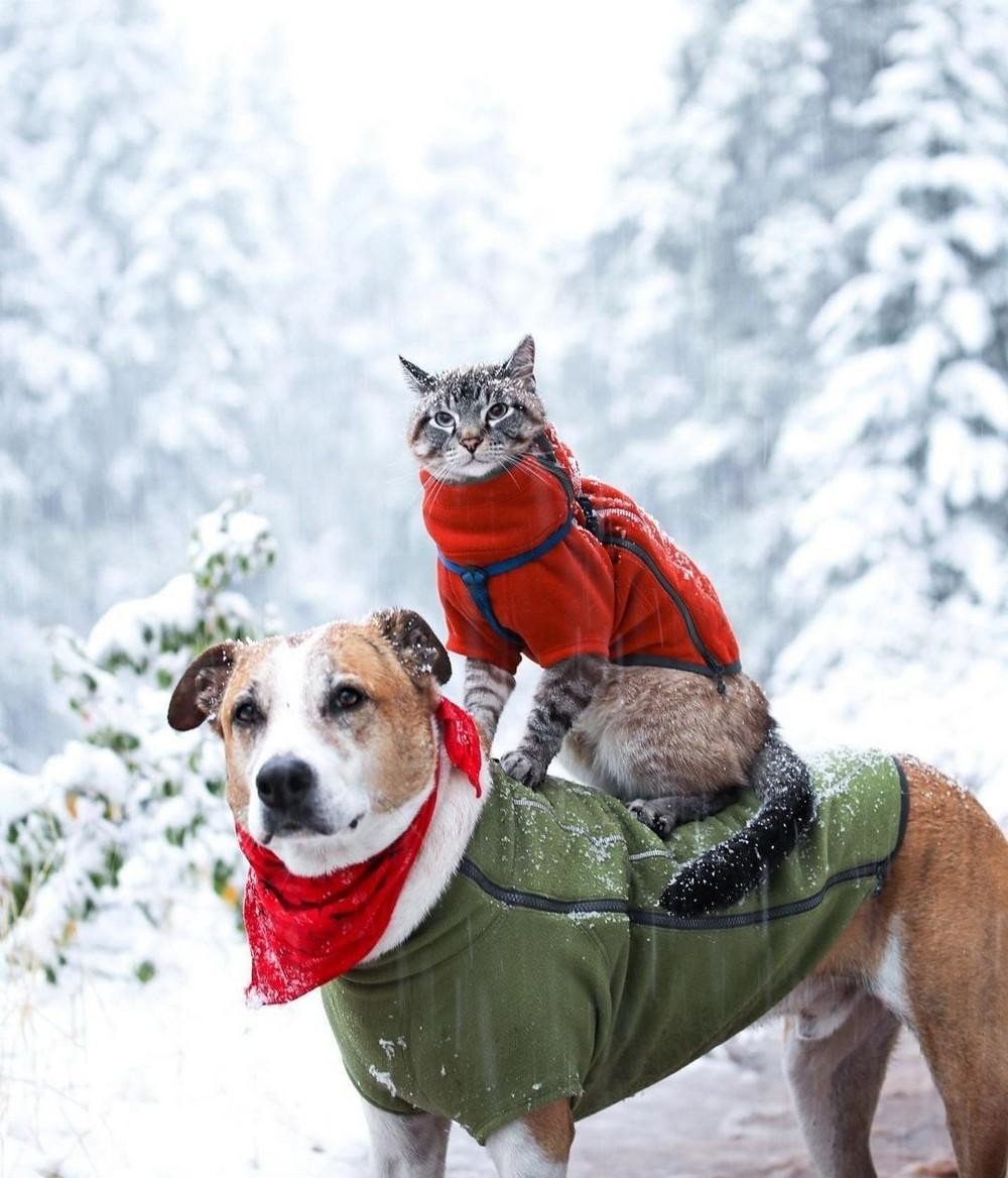Подборка фотографий хорошее настроение