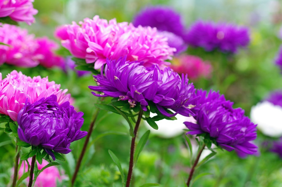 Астра зарево