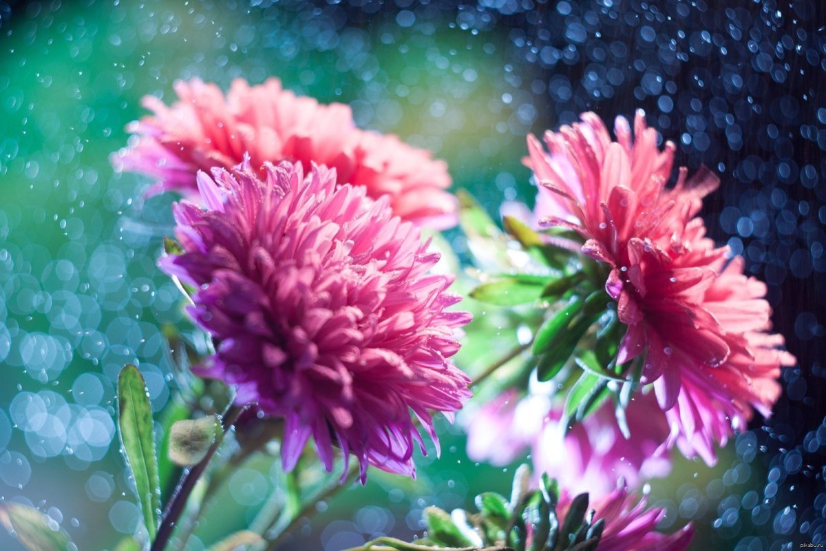 Август астры