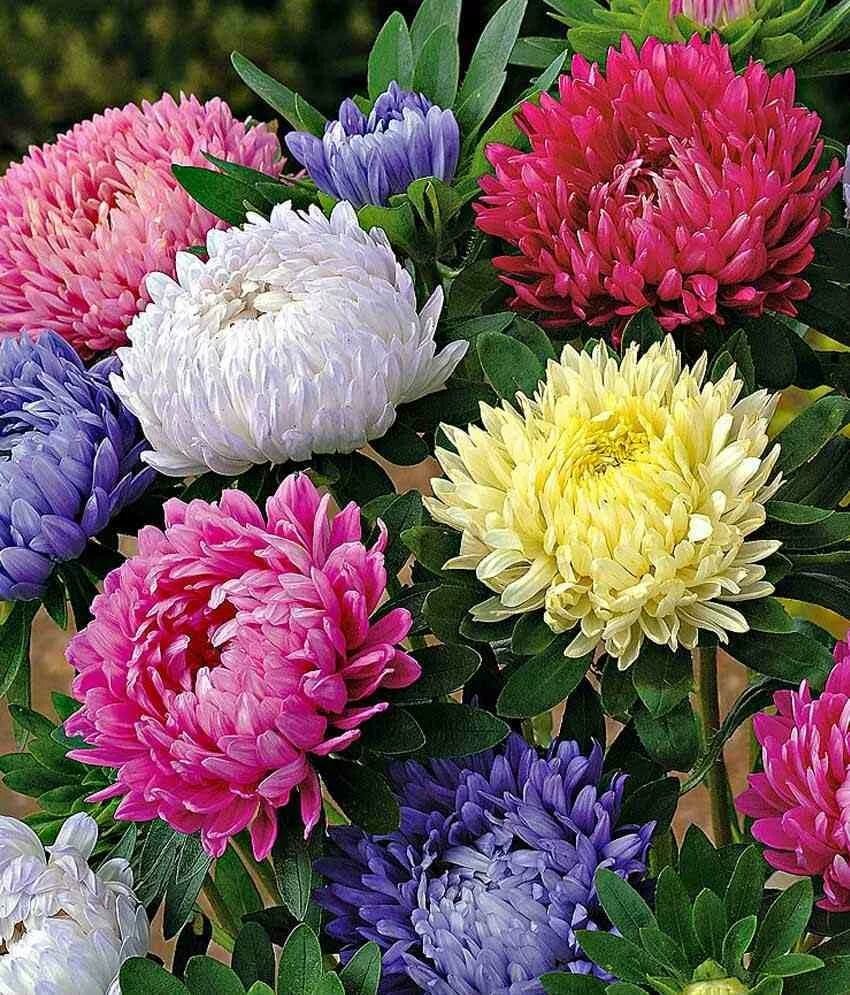 Астра однолетняя (каллистефус)