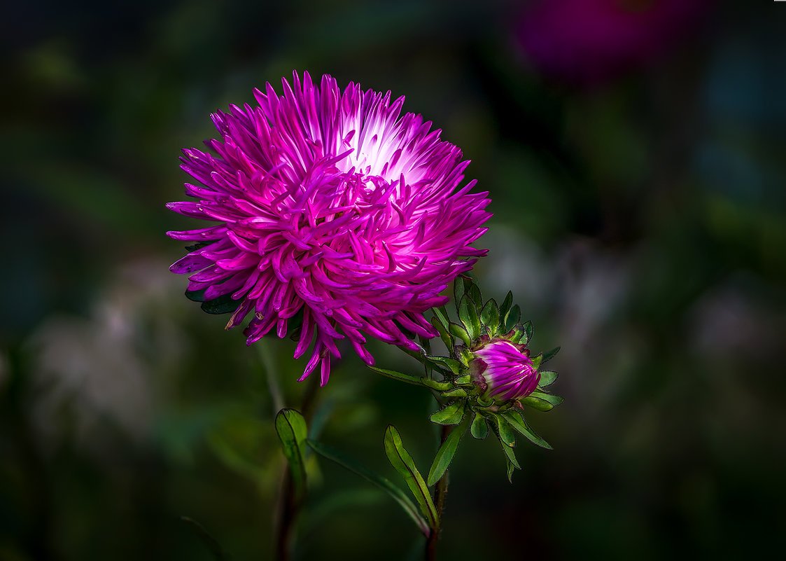 Астра соцветие