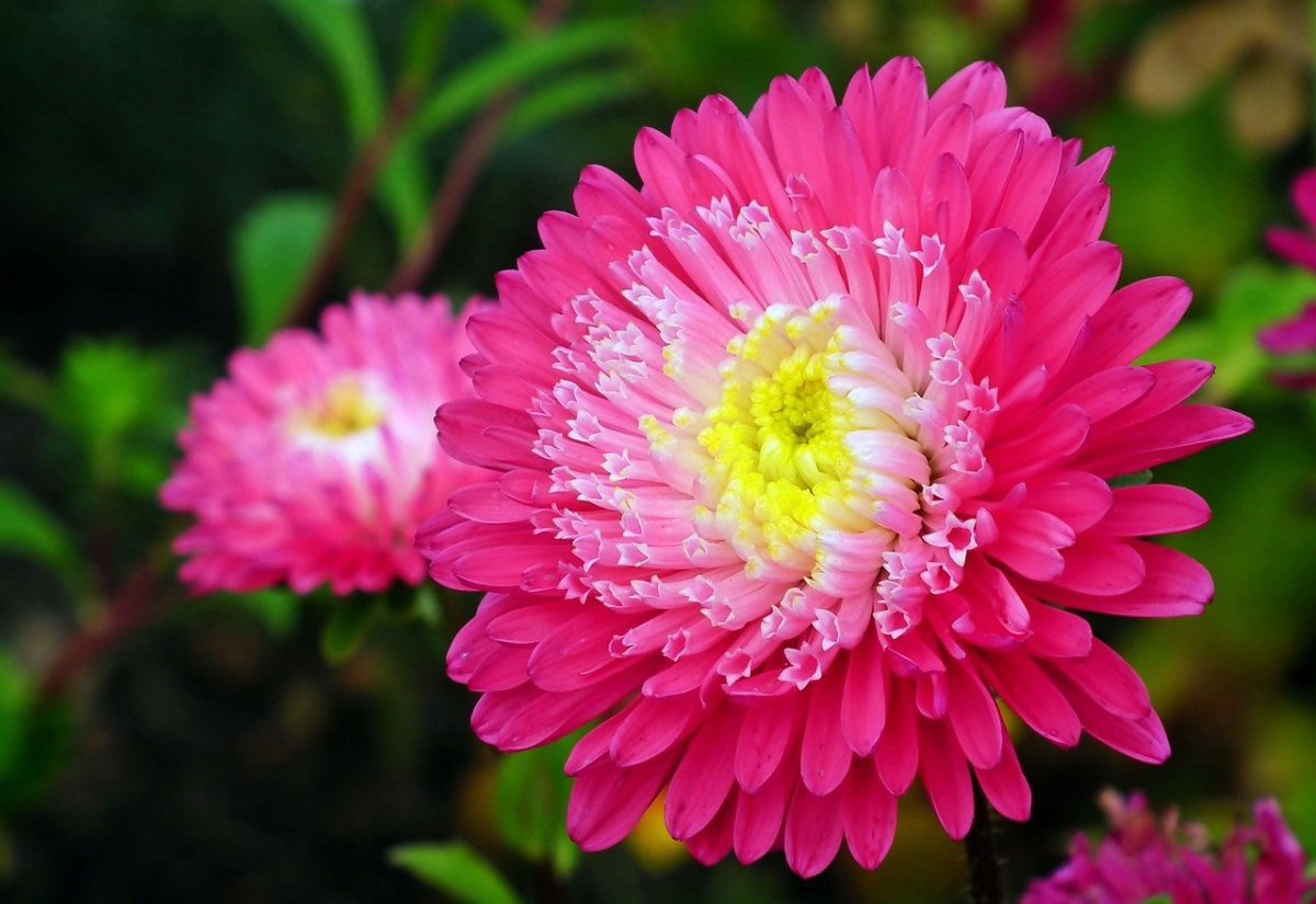 Цветок Астра.