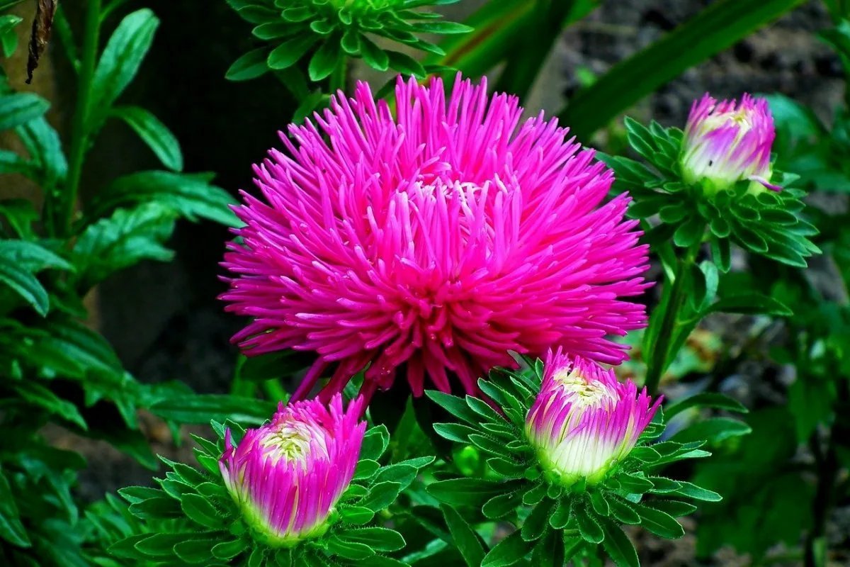 Астра игольчатая